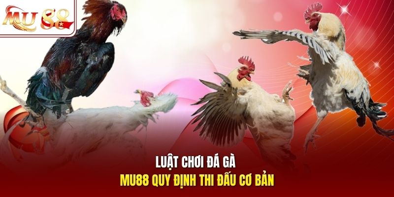 Luật chơi đá gà mu88 quy định thi đấu cơ bản