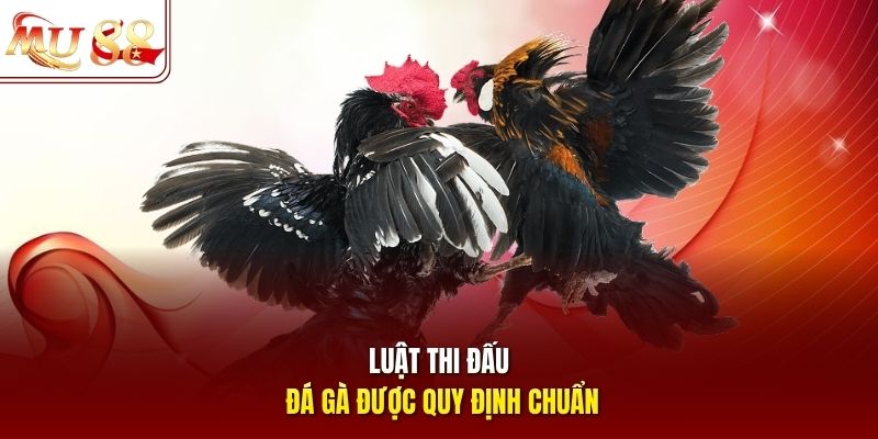 Luật thi đấu đá gà được quy định chuẩn