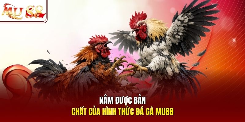 Nắm được bản chất của hình thức đá gà mu88