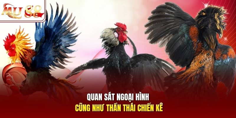 Quan sát ngoại hình cũng như thần thái chiến kê